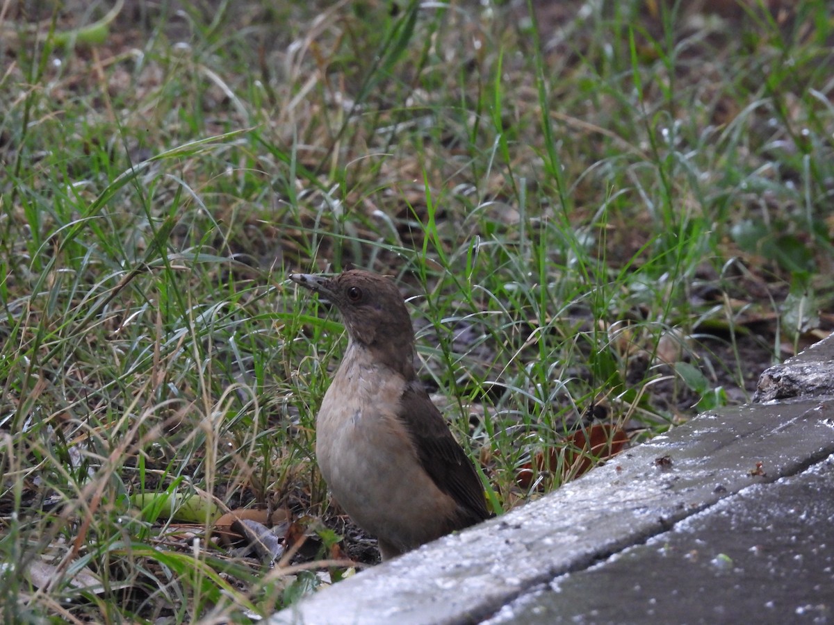 Merle fauve - ML646820572