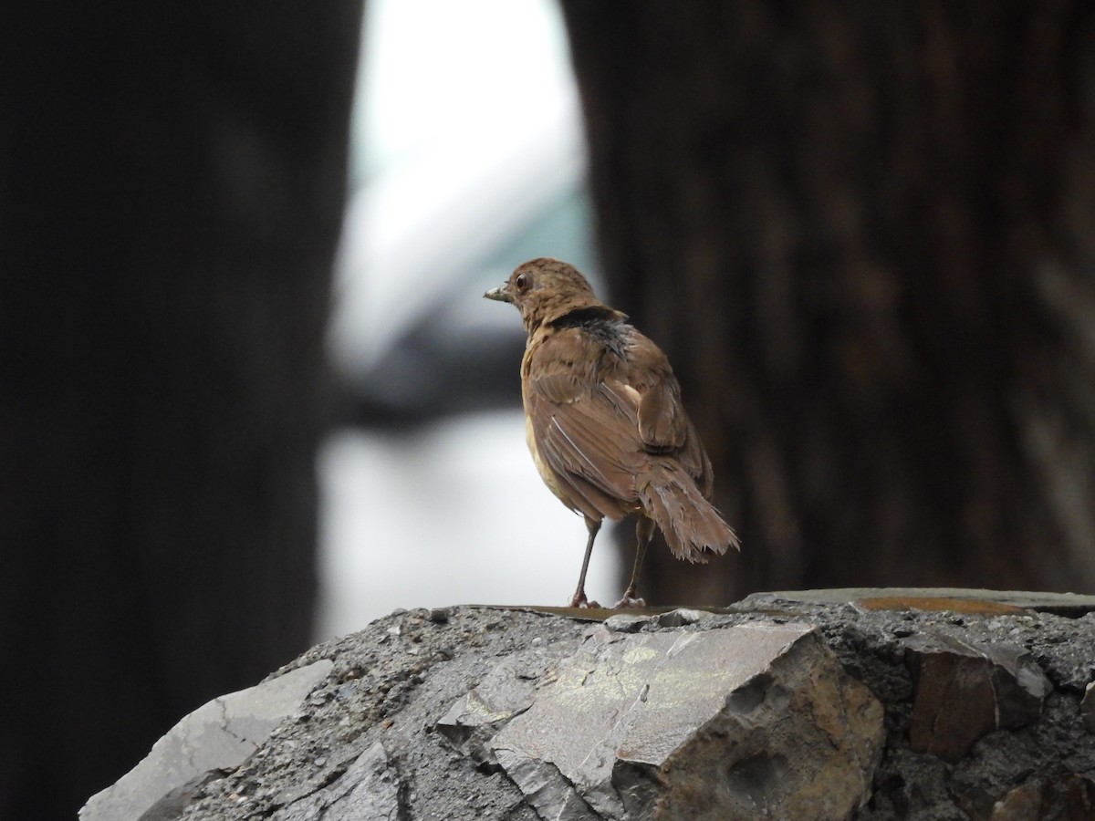 Merle fauve - ML646820573