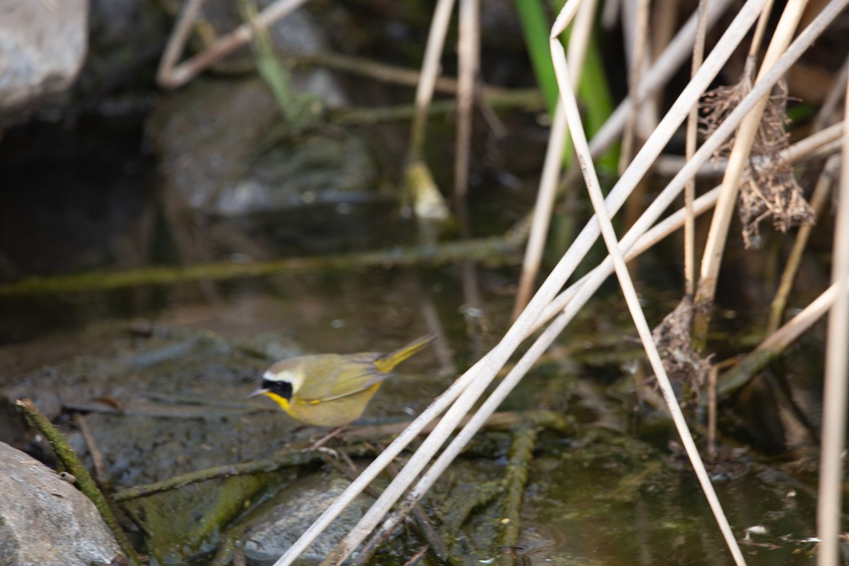 Common Yellowthroat - ML646820574