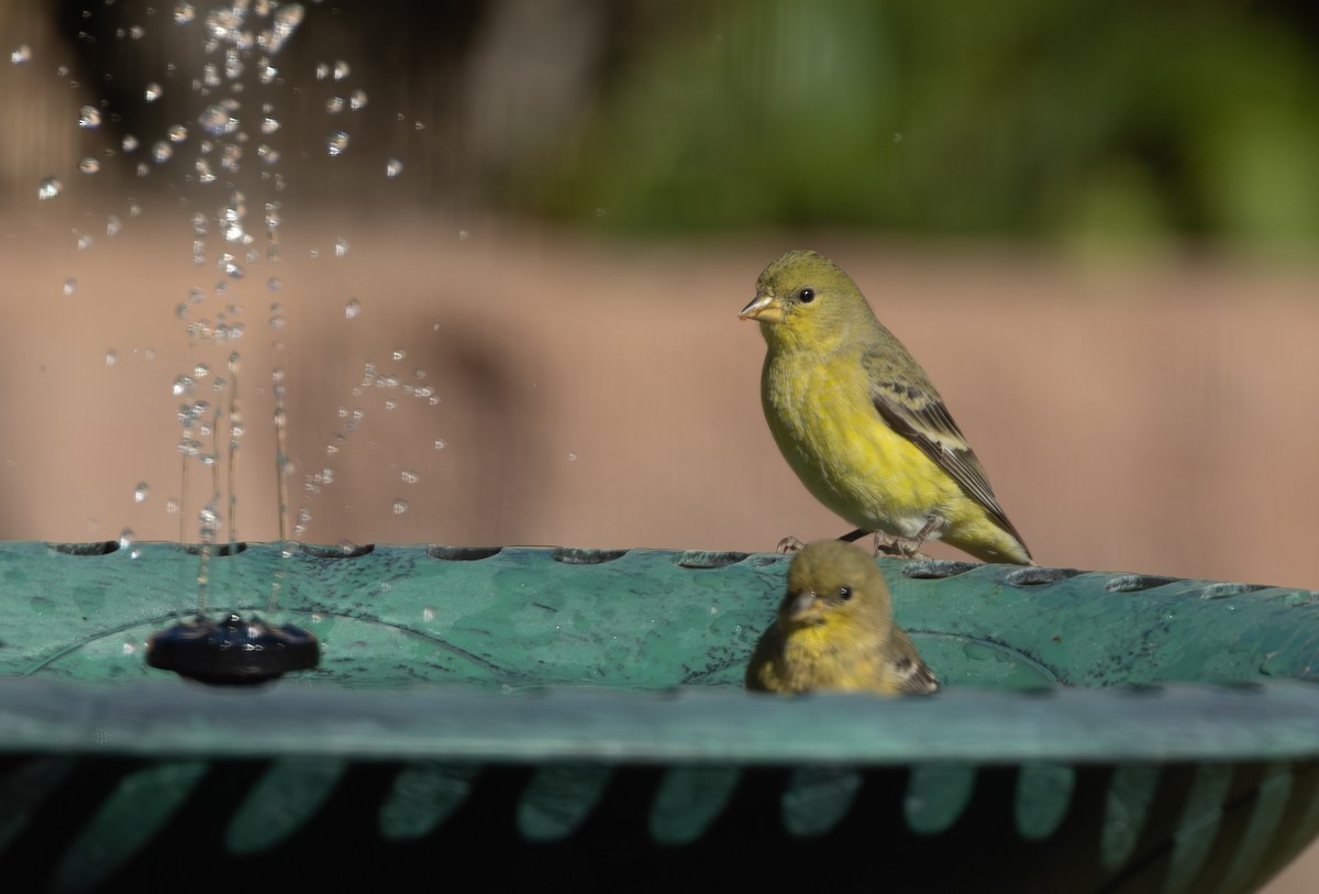 Lesser Goldfinch - ML646820575