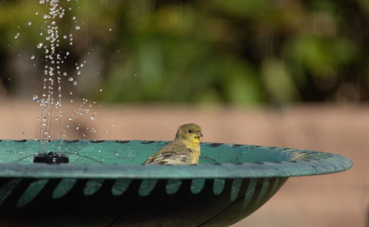 Lesser Goldfinch - ML646820577