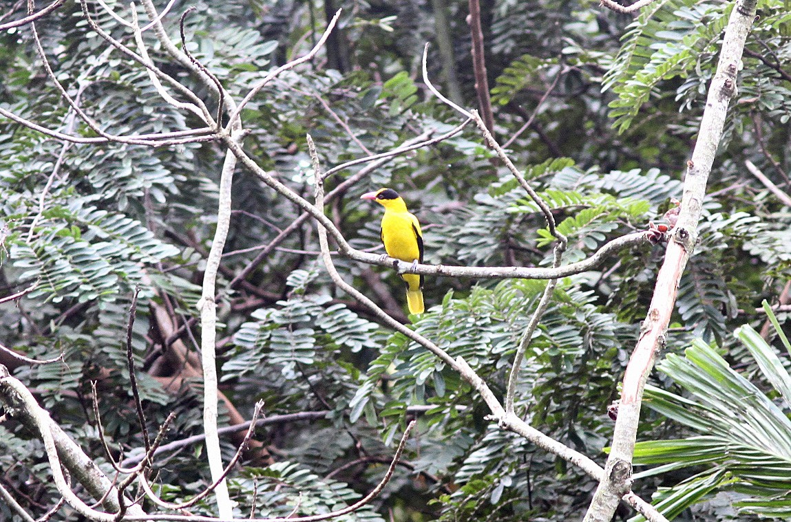 Loriot de Chine - ML646820580