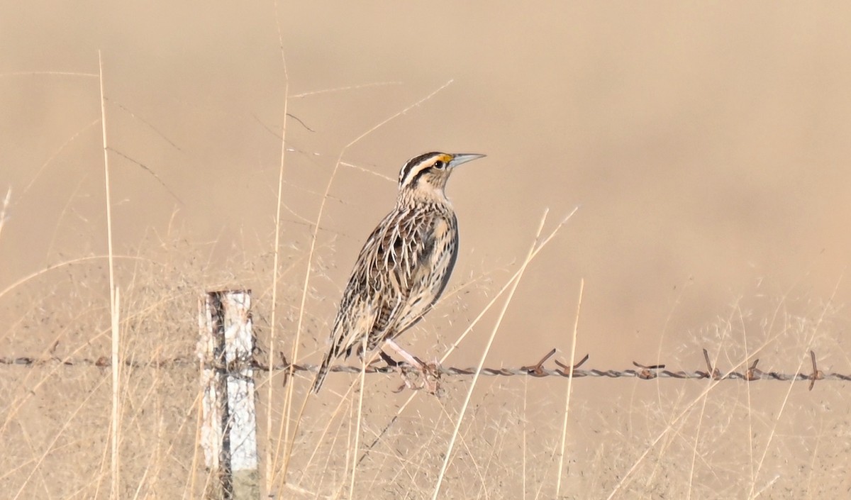 Chihuahuan Meadowlark - ML646820581