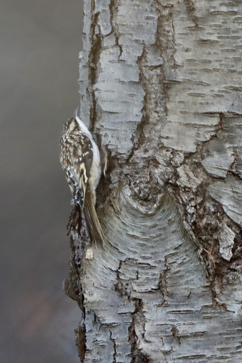 Brown Creeper - ML646820582