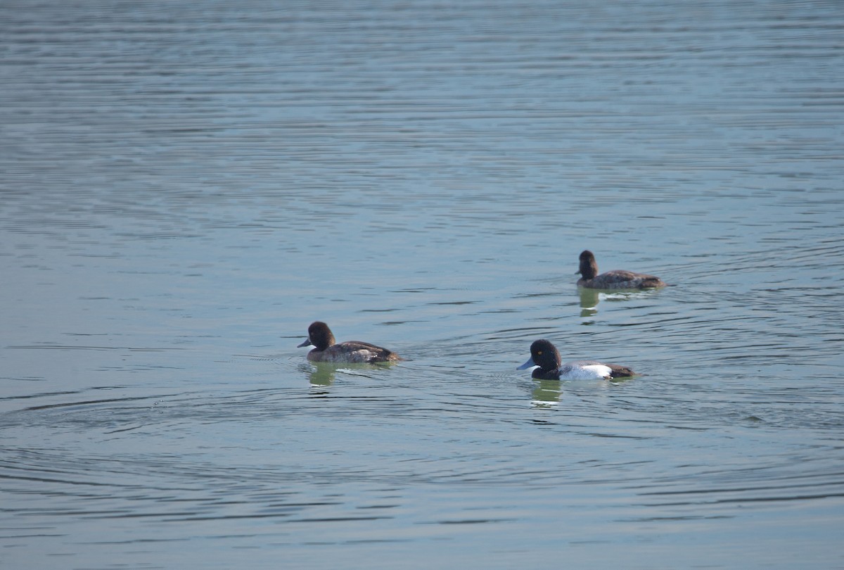 Lesser Scaup - ML646820583