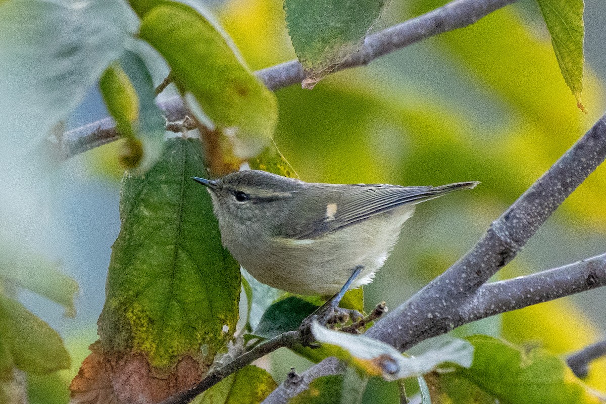 Buff-barred Warbler - ML646820584