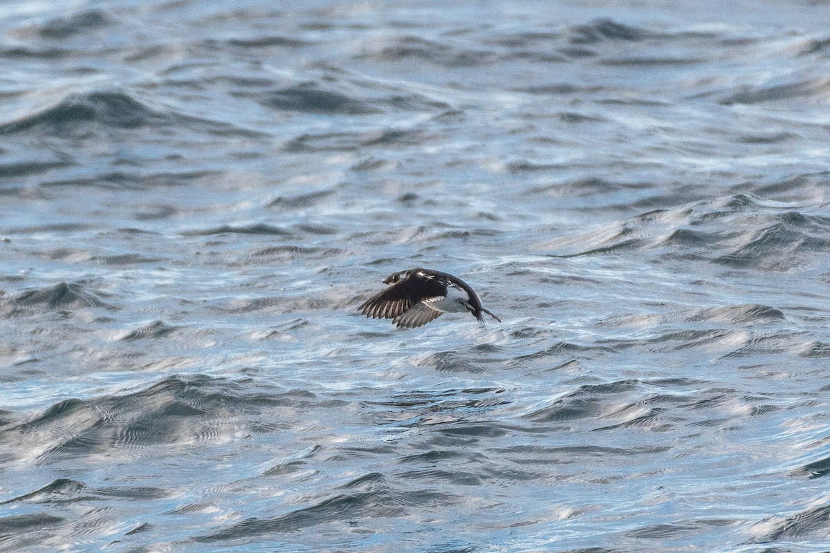 alkekonge - ML646820588