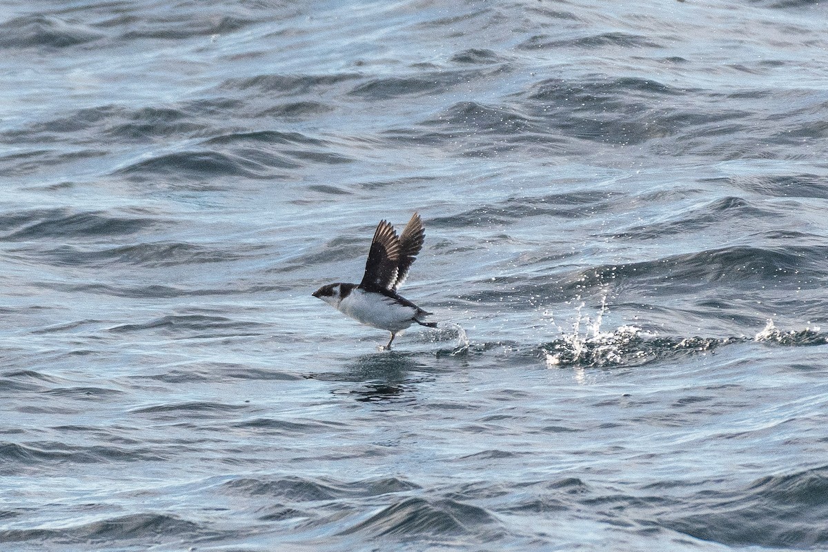 alkekonge - ML646820589