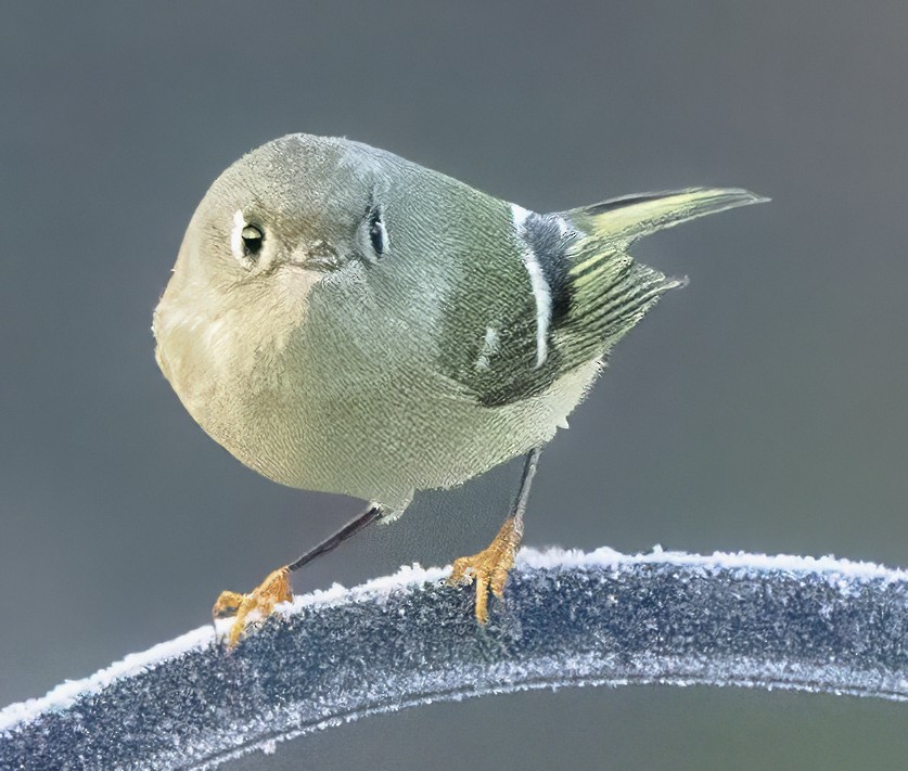 Ruby-crowned Kinglet - ML646820590