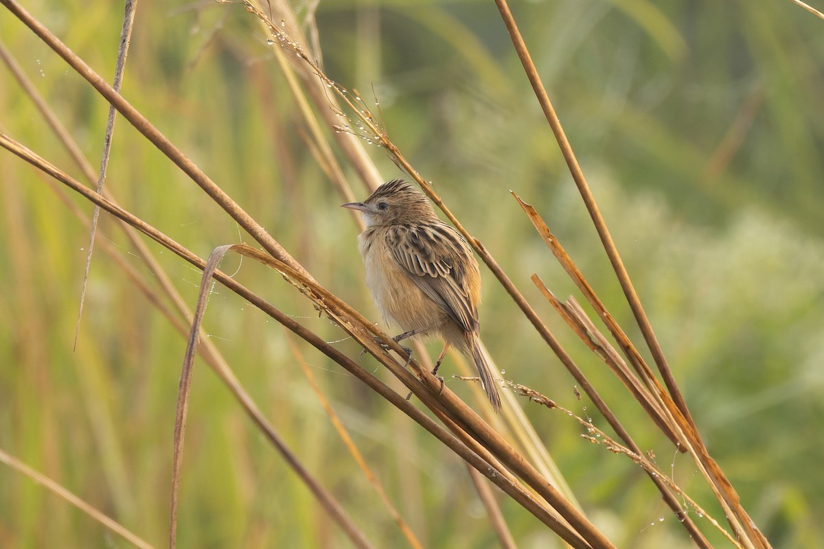 Zitting Cisticola - ML646820591