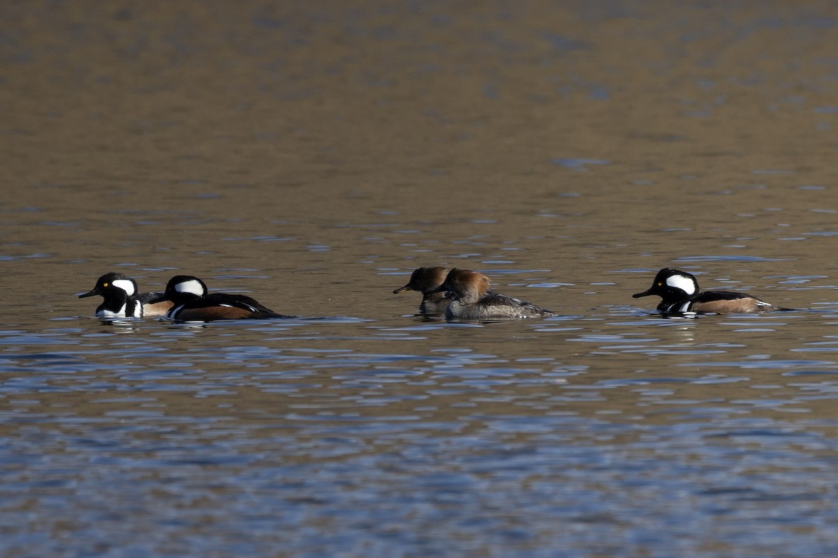 Harle couronné - ML646820592