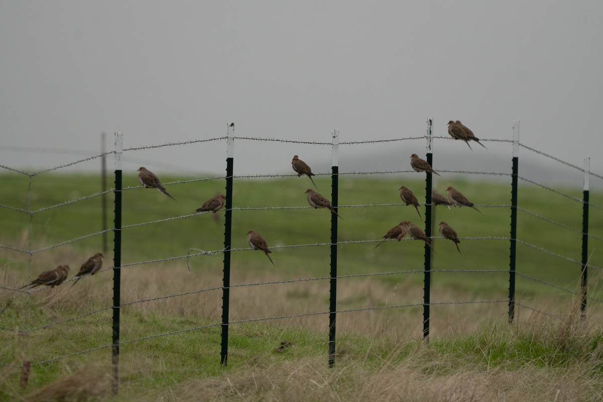 Mourning Dove - ML646820594