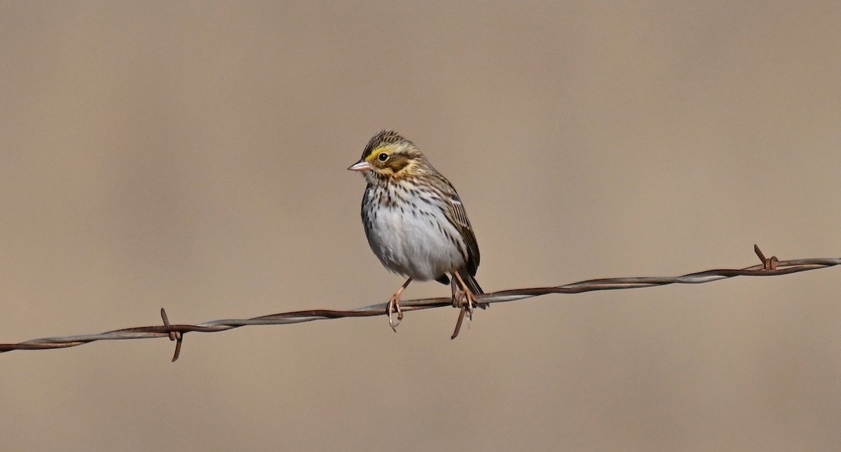 Пасовник савановий - ML646820595