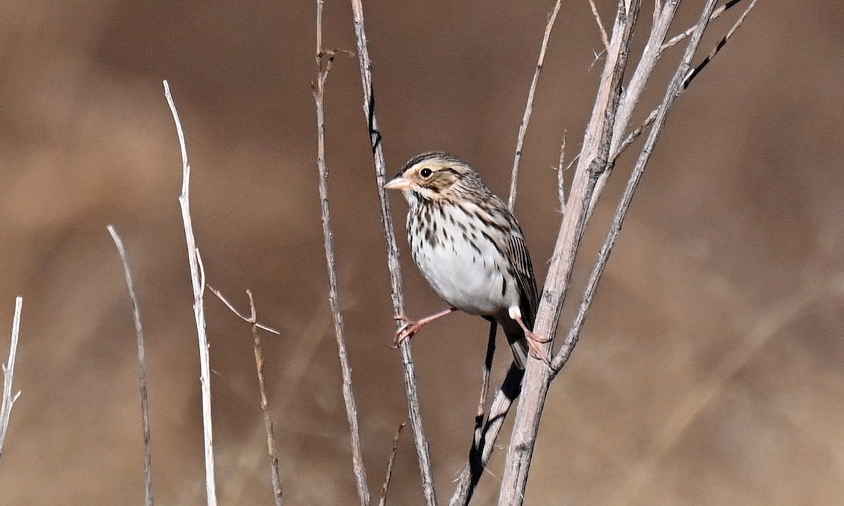 Пасовник савановий - ML646820596