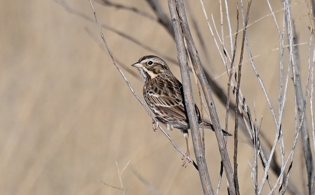Пасовник савановий - ML646820597