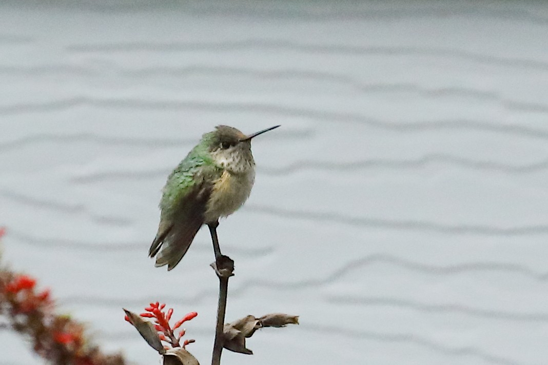 Calliope Hummingbird - ML646820598