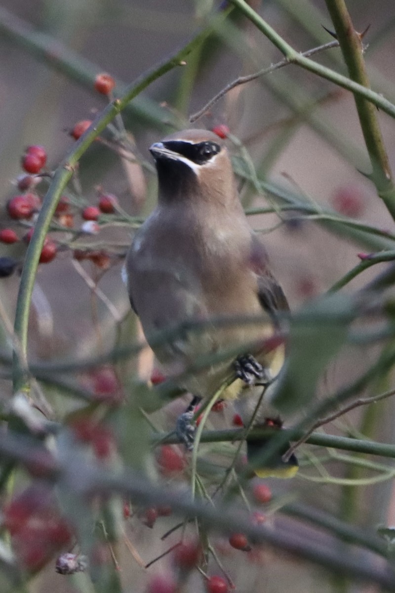brkoslav americký - ML646820600