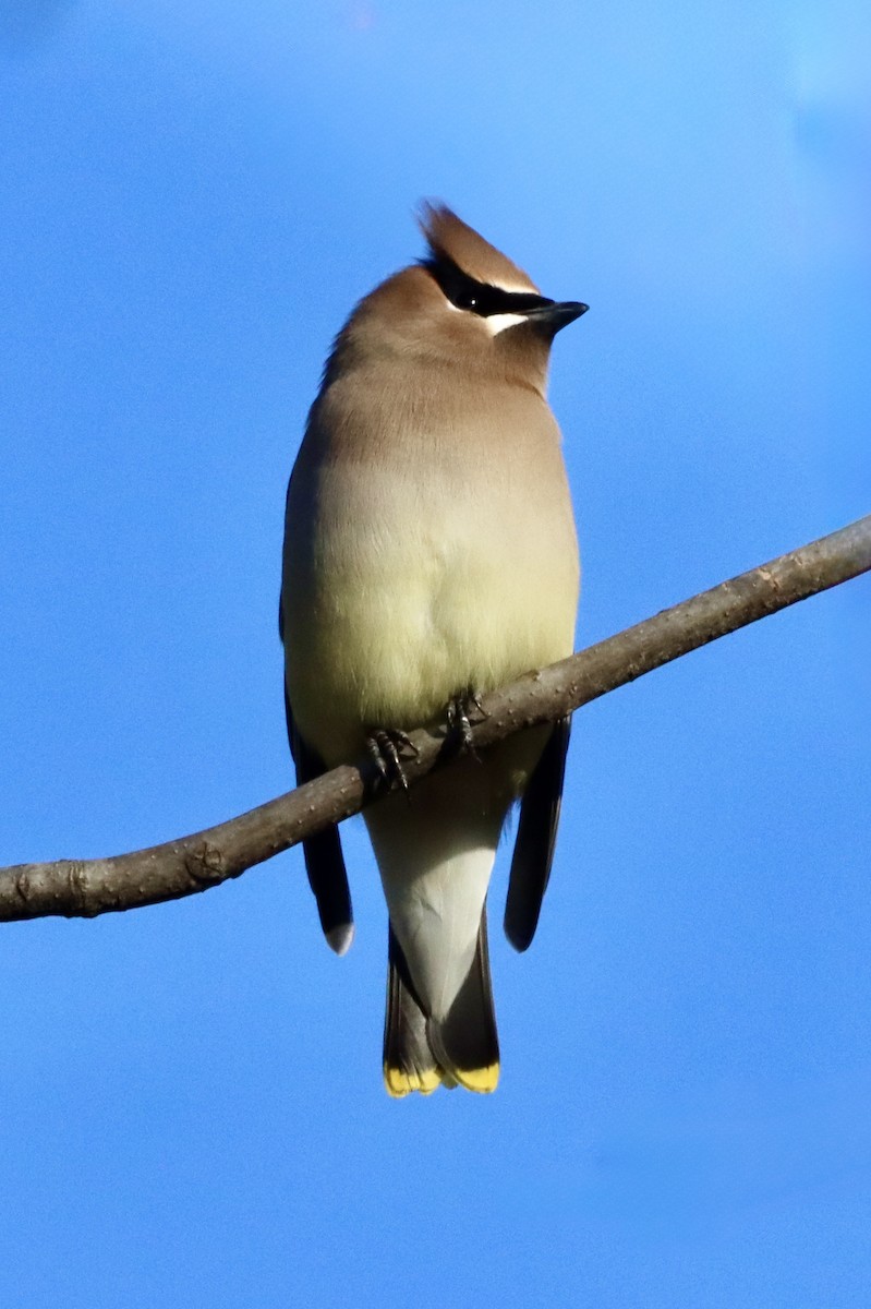 brkoslav americký - ML646820601