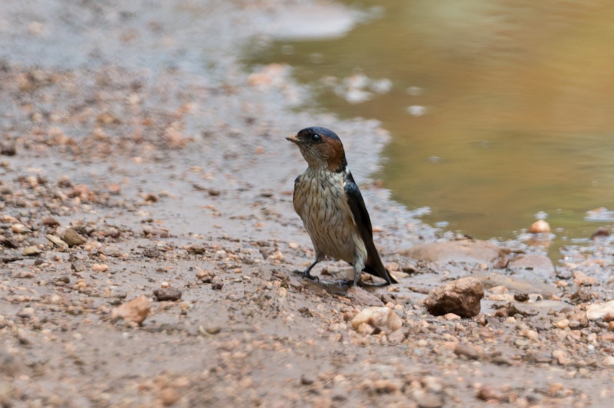 Ластівка рудопоперечна східна - ML646820609