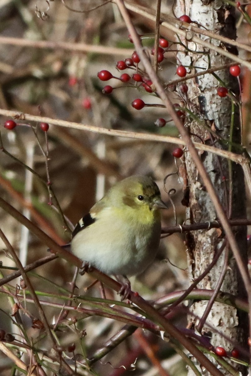 American Goldfinch - ML646820610