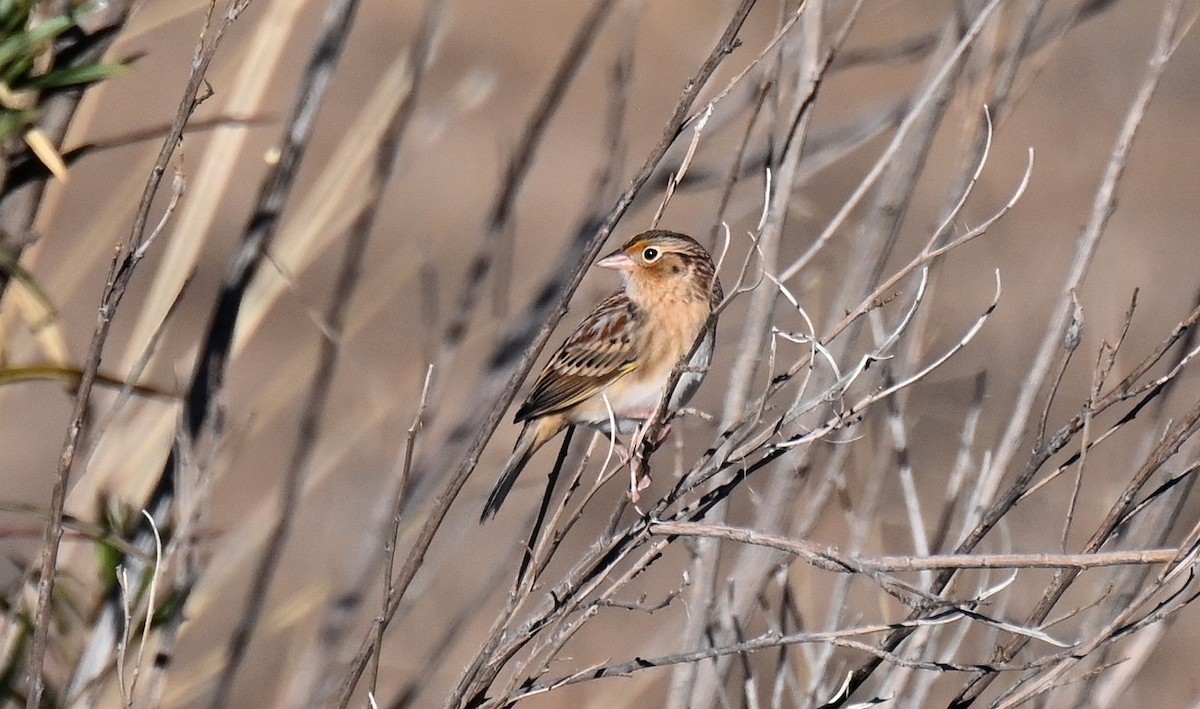 Grasshopper Sparrow - ML646820612