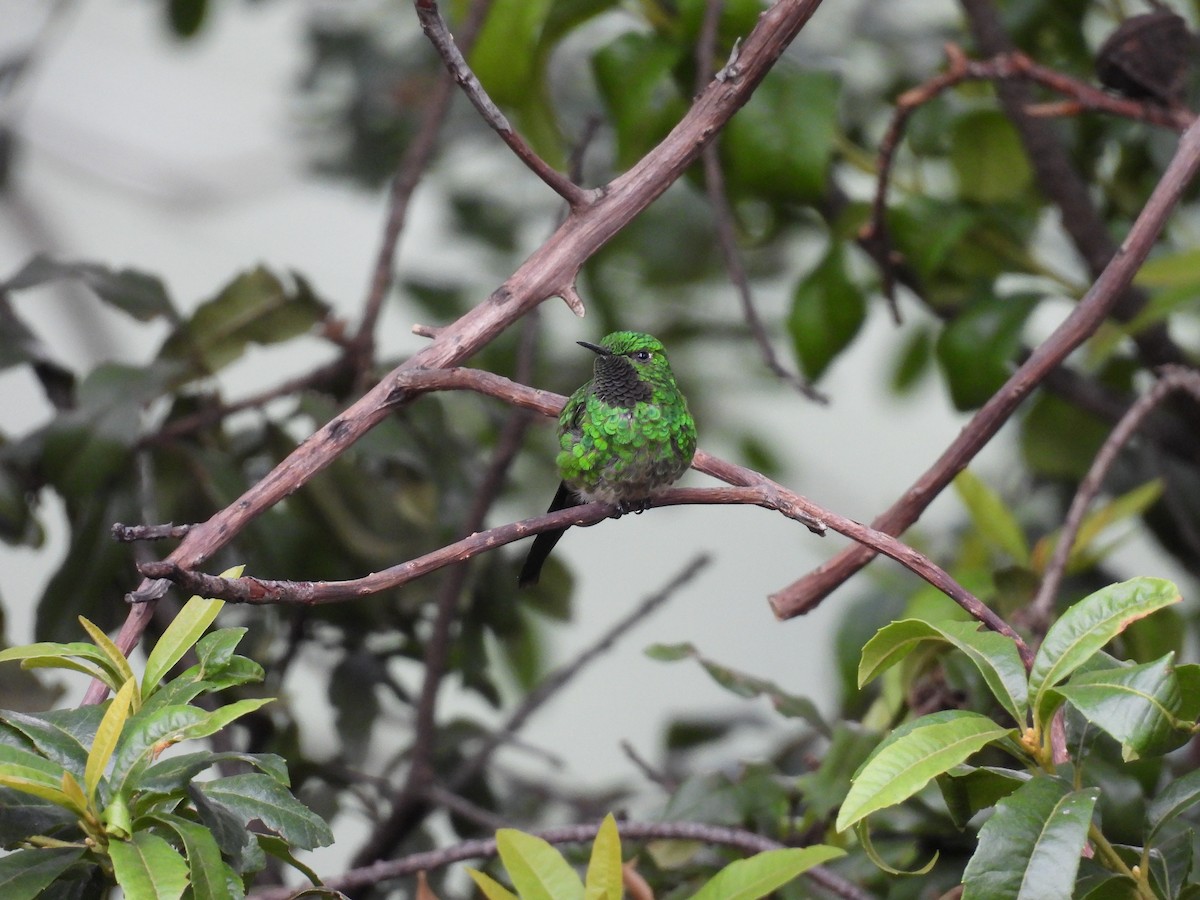 Yeşil Kuyruklu Kolibri - ML646820613