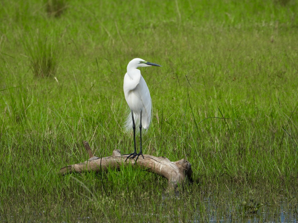 Aigrette garzette (garzetta) - ML646820614