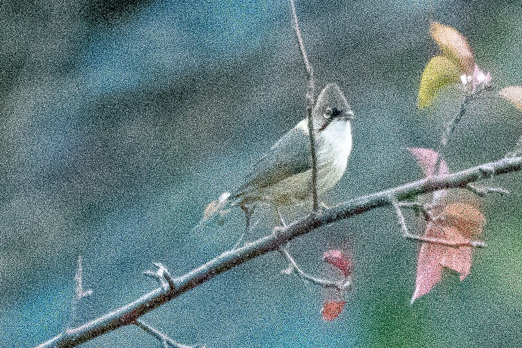 Whiskered Yuhina - ML646820615