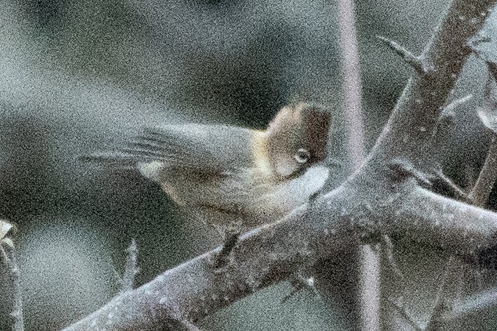 Whiskered Yuhina - ML646820616
