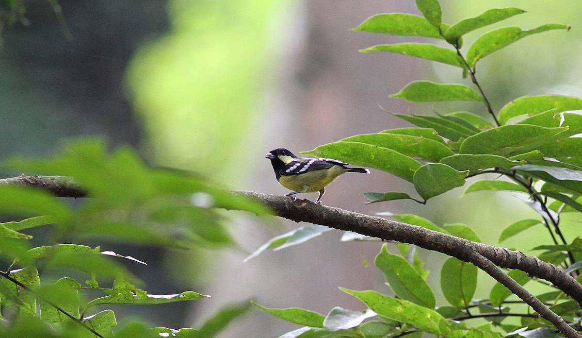 Mésange élégante - ML646820617