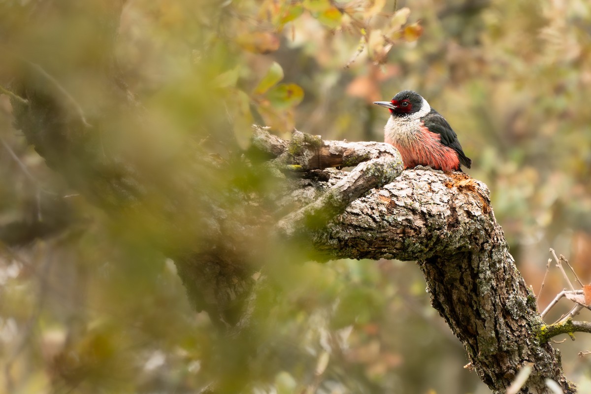 Carpintero de Lewis - ML646820618