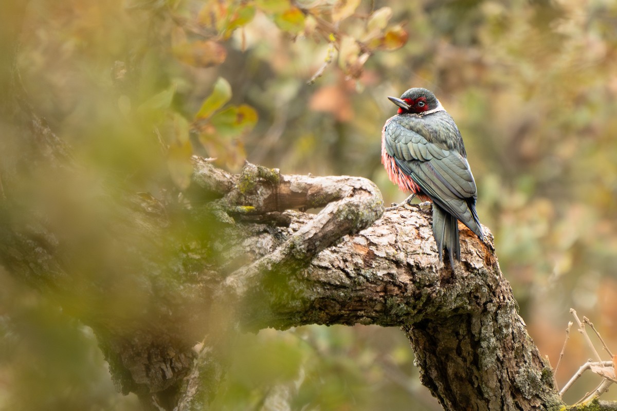 Carpintero de Lewis - ML646820620