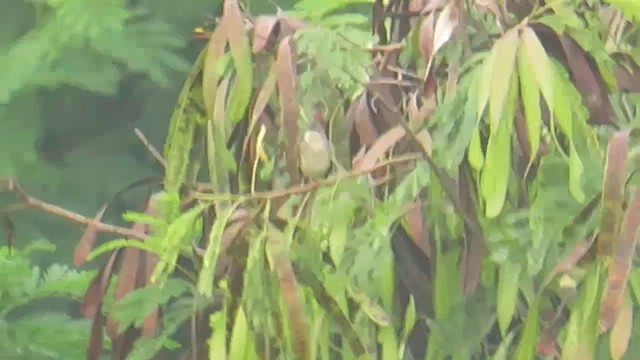 Brown Prinia - ML646820621