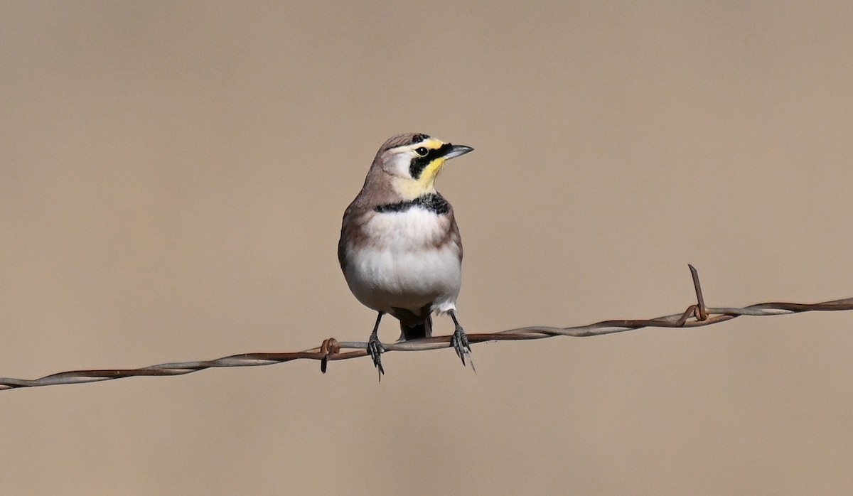 Жайворонок рогатий - ML646820622