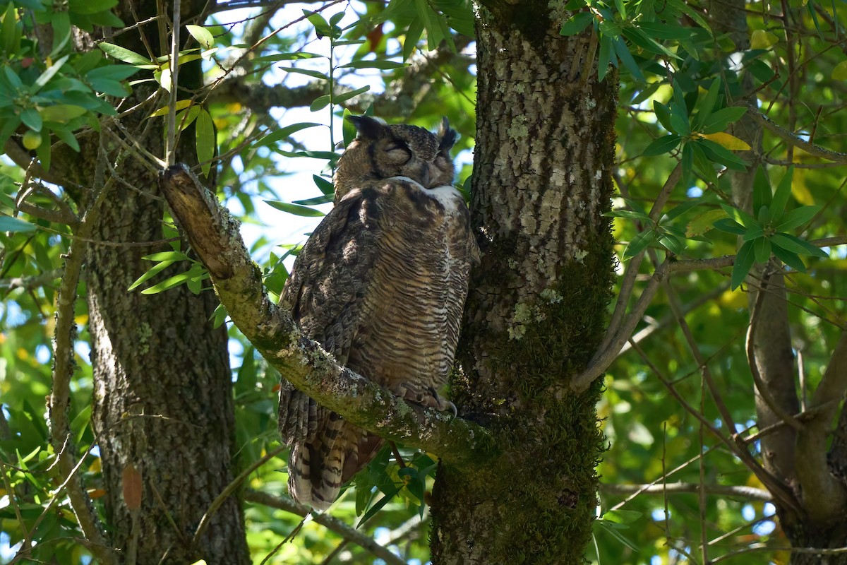 Виргинский филин - ML646820624