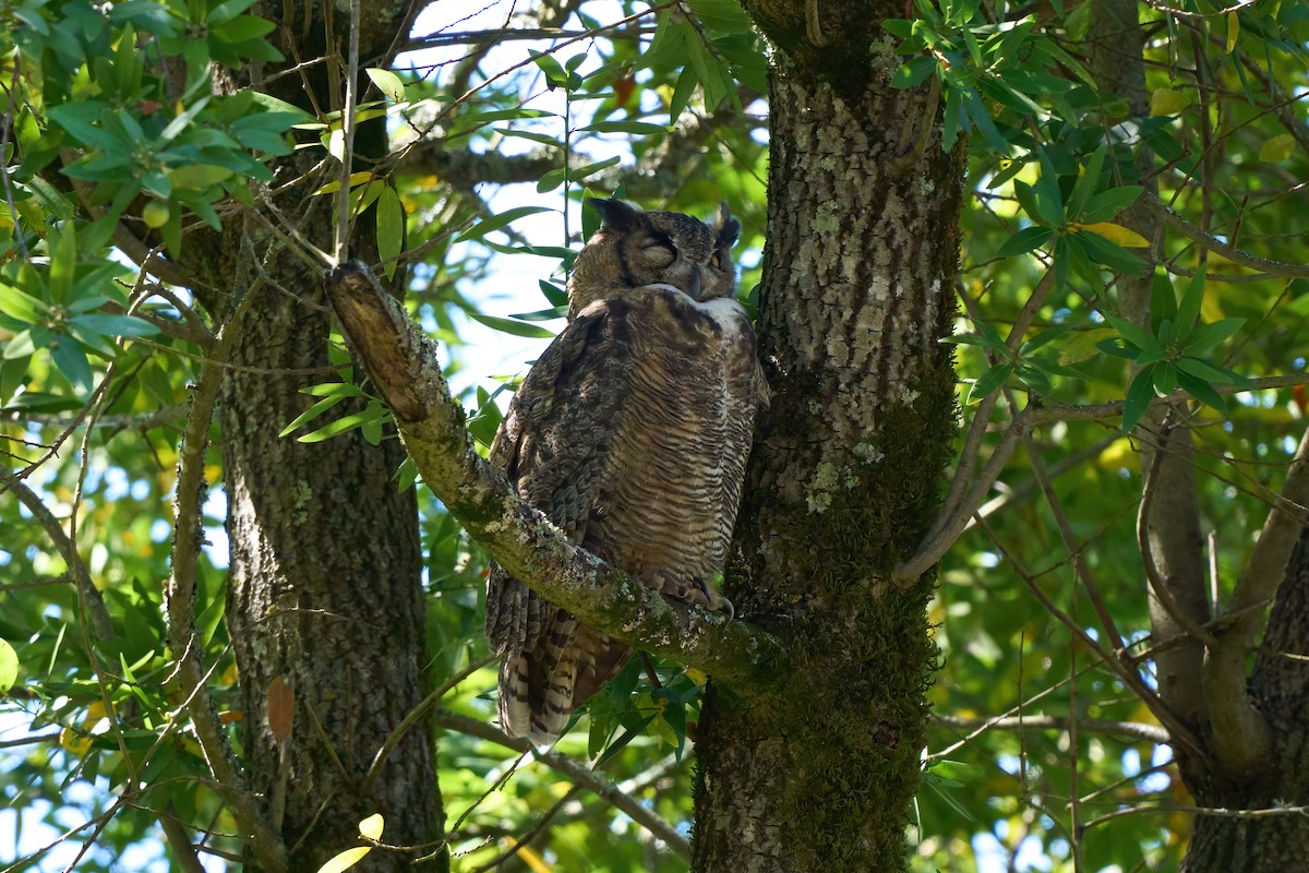 Виргинский филин - ML646820625