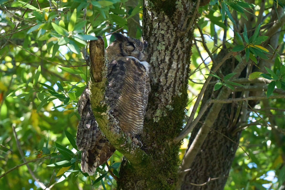 Виргинский филин - ML646820626