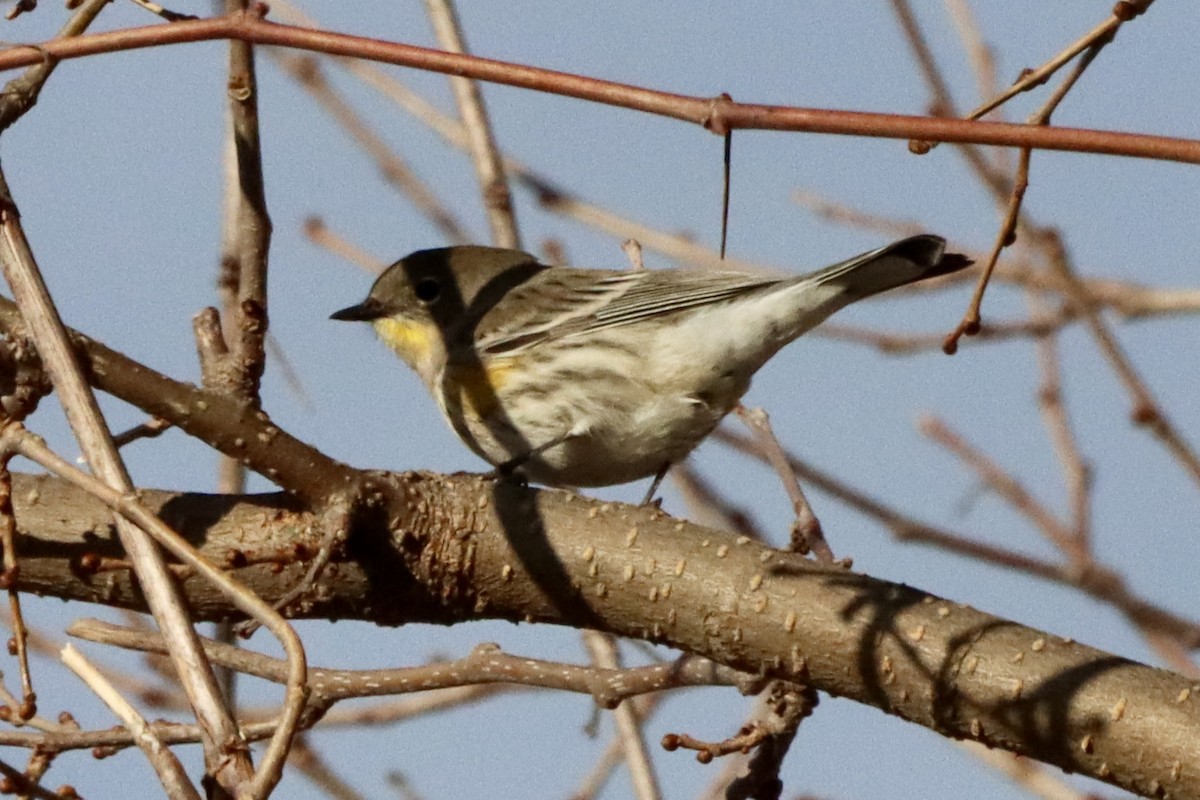 lesňáček žlutoskvrnný (ssp. auduboni) - ML646820627