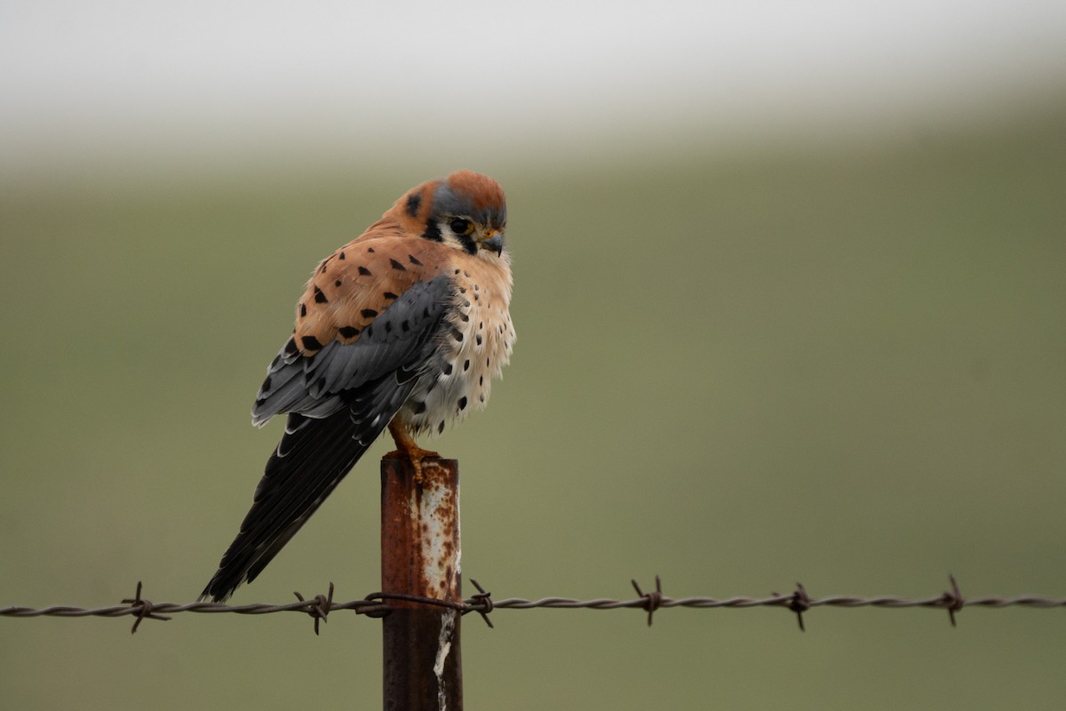 Cernícalo Americano - ML646820628