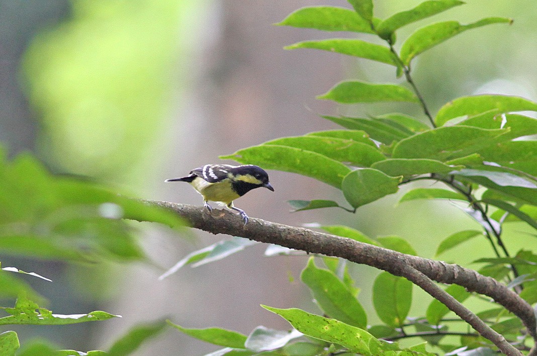 Mésange élégante - ML646820629