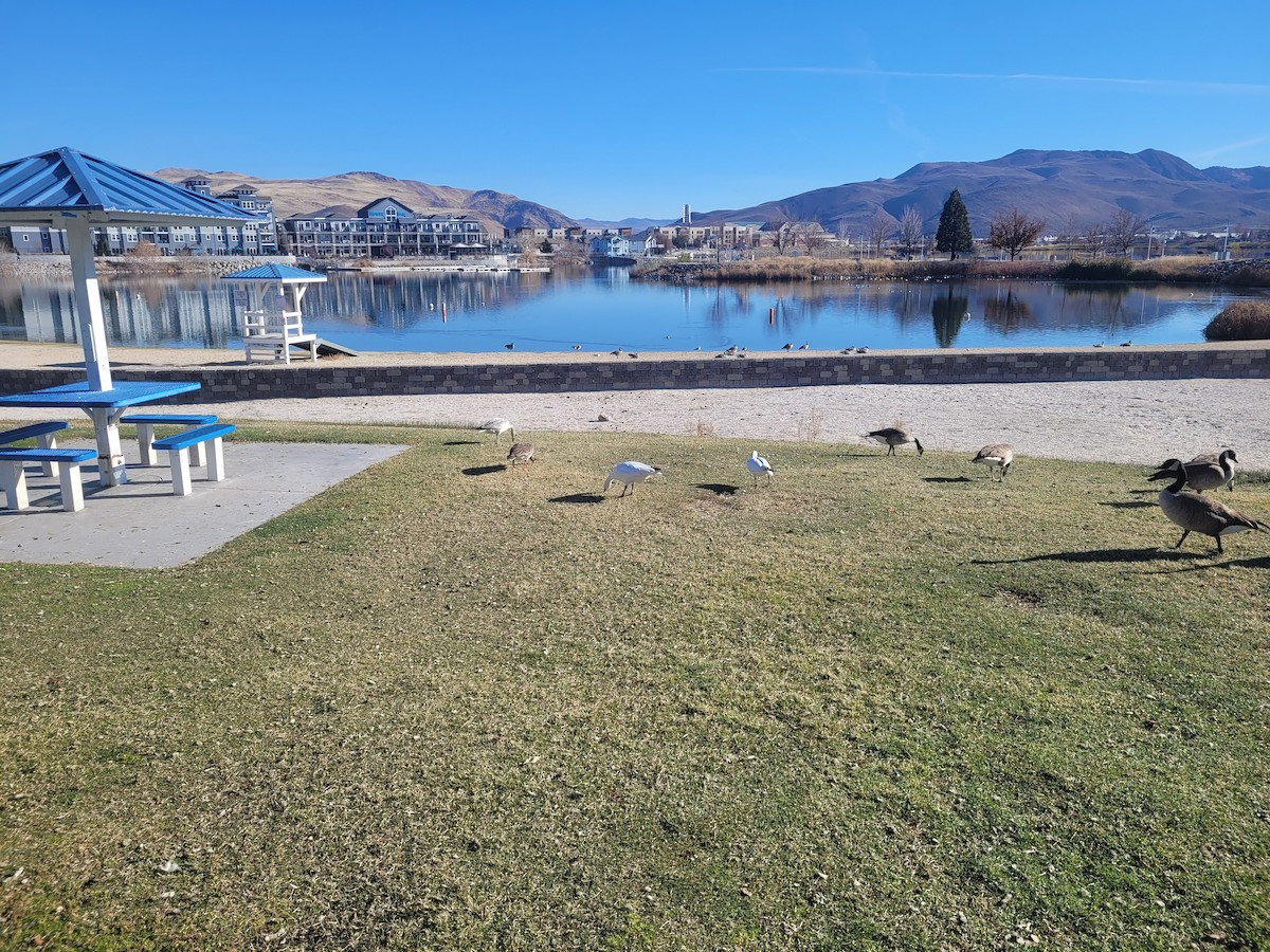 husa sněžní/bělostná - ML646820631