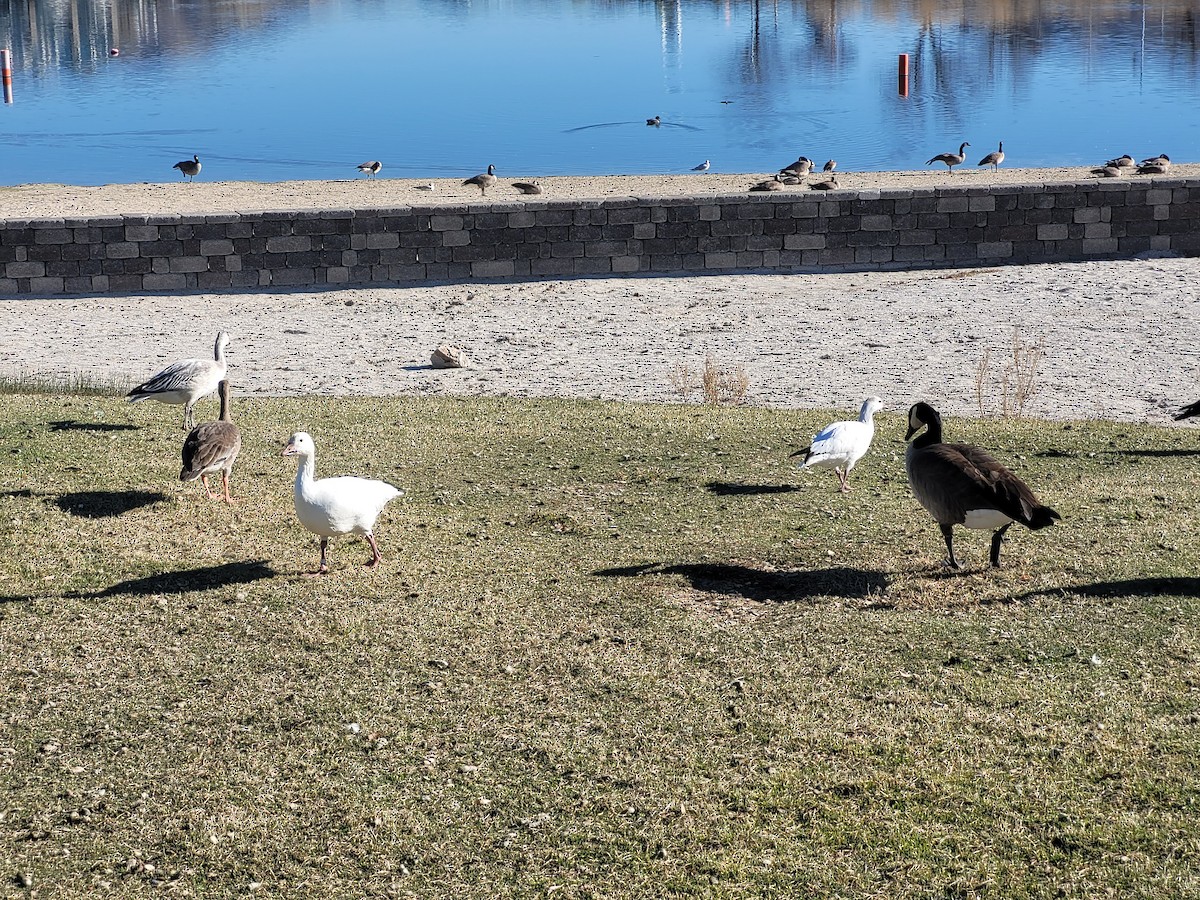 husa sněžní/bělostná - ML646820632