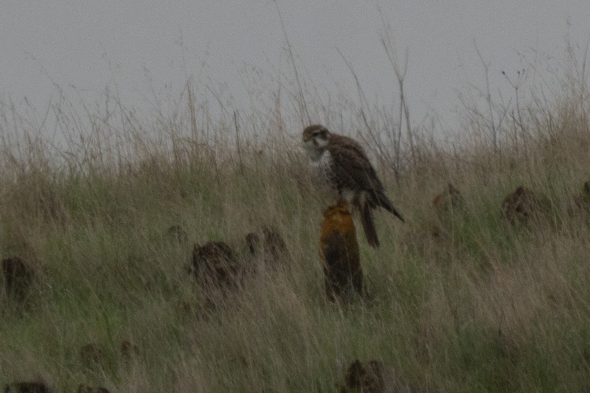 Halcón Mexicano - ML646820634