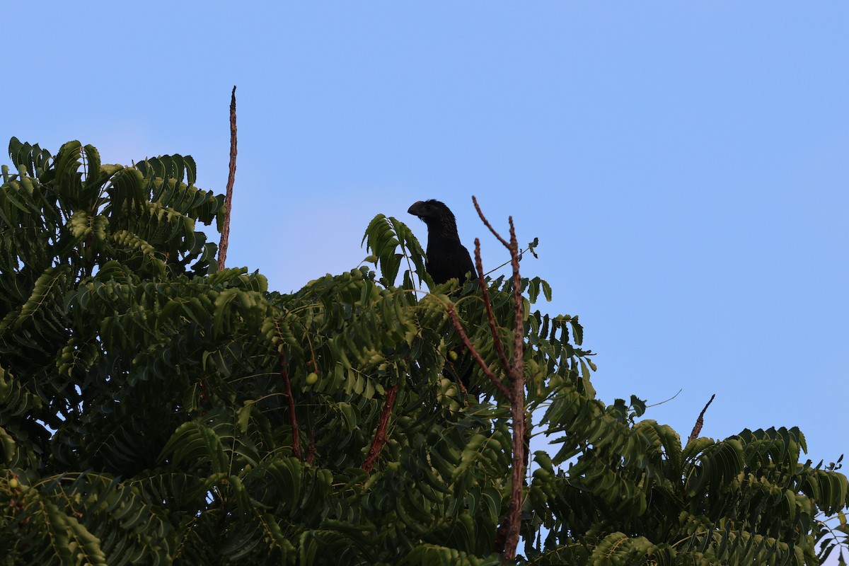 Garrapatero Aní - ML646820643