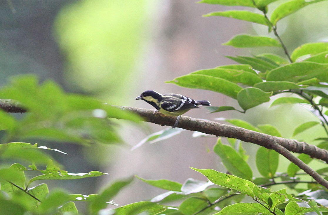 Mésange élégante - ML646820646
