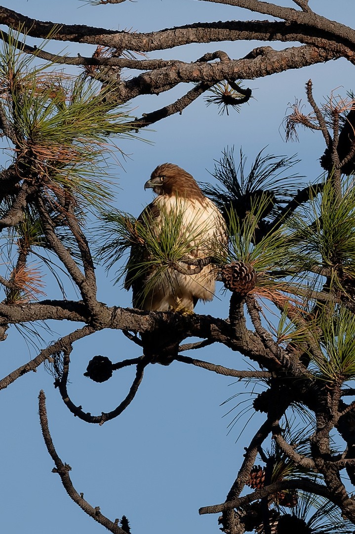 Busardo Colirrojo - ML646820650