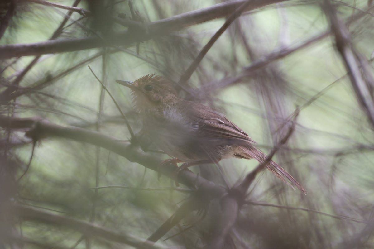 Puff-throated Babbler - ML646820651
