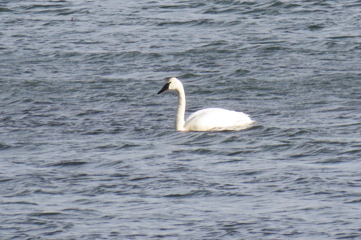 Trumpeter Swan - ML646820652