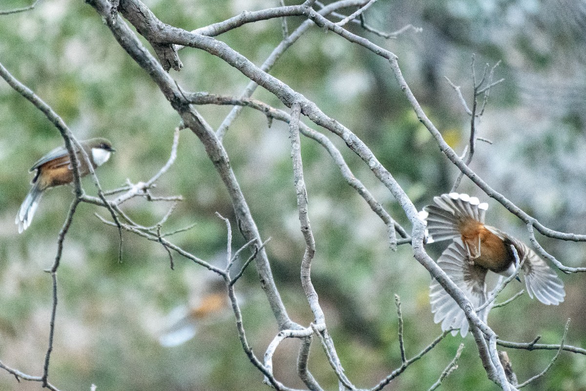 White-throated Laughingthrush - ML646820654