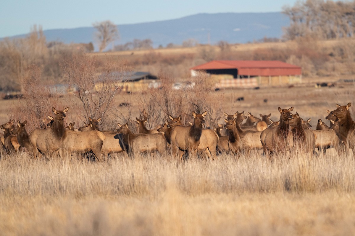 American Elk - ML646820655